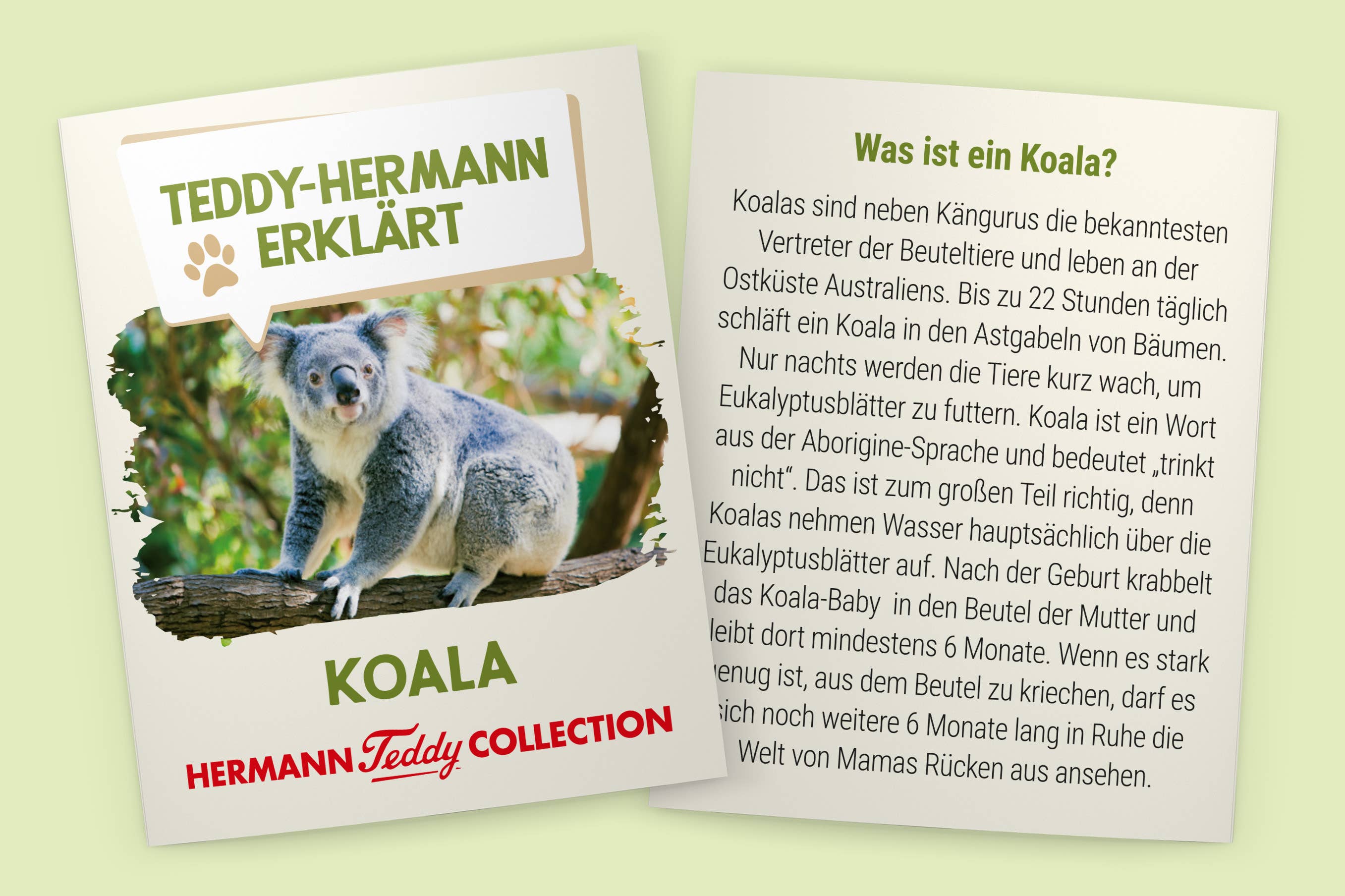 Koala 21 cm - Plüschtier - Stofftier