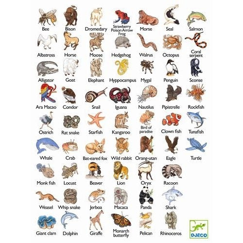 Djeco Kartenspiele: Zanimatch