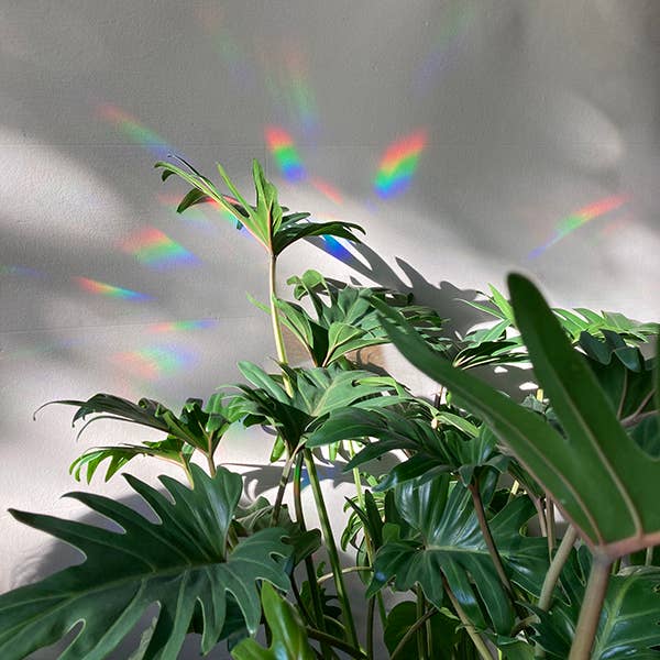 botanopia Regenbogen Aufkleber - Entschleunigen und genießen