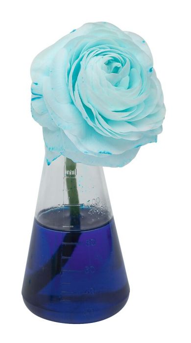 moses PhänoMINT Farblabor