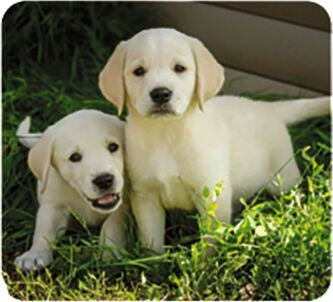 moses Kleine Diashow Tierbabys