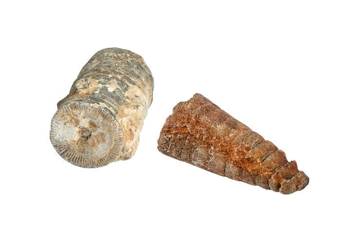 Moses Mini Ausgrabungsset Außergewöhnliche Fossilien