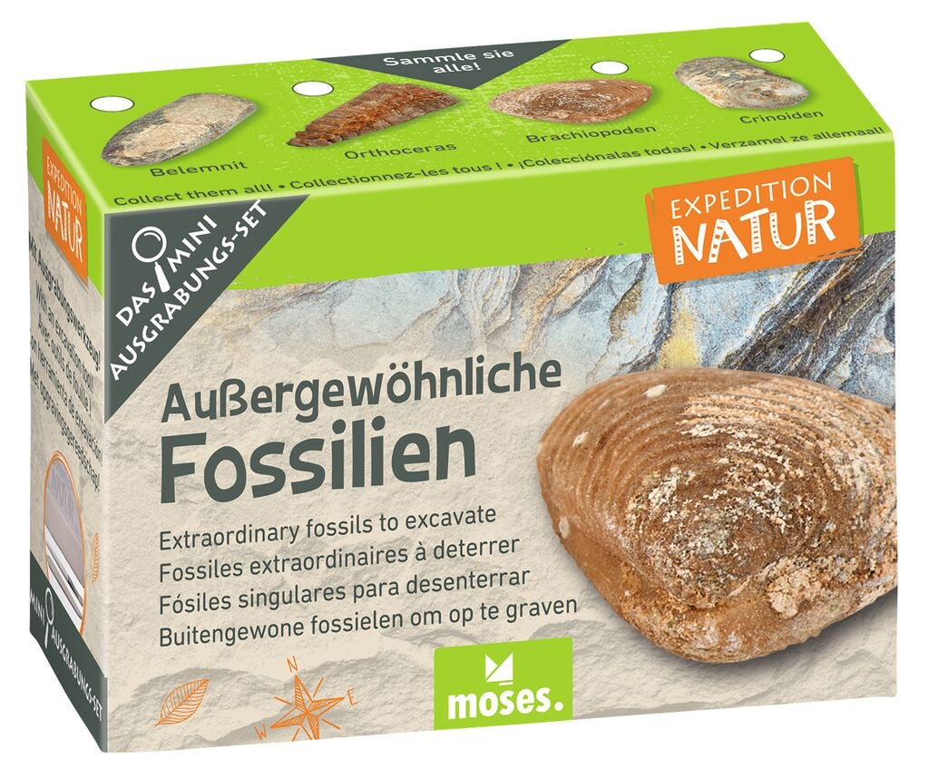 Moses Mini Ausgrabungsset Außergewöhnliche Fossilien